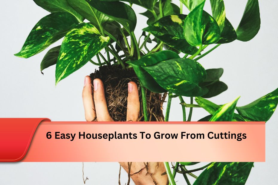 6 Easy Houseplants To Grow From Cuttings