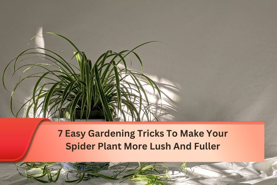 7 Easy Gardening Tricks To Make Your Spider Plant More Lush And Fuller