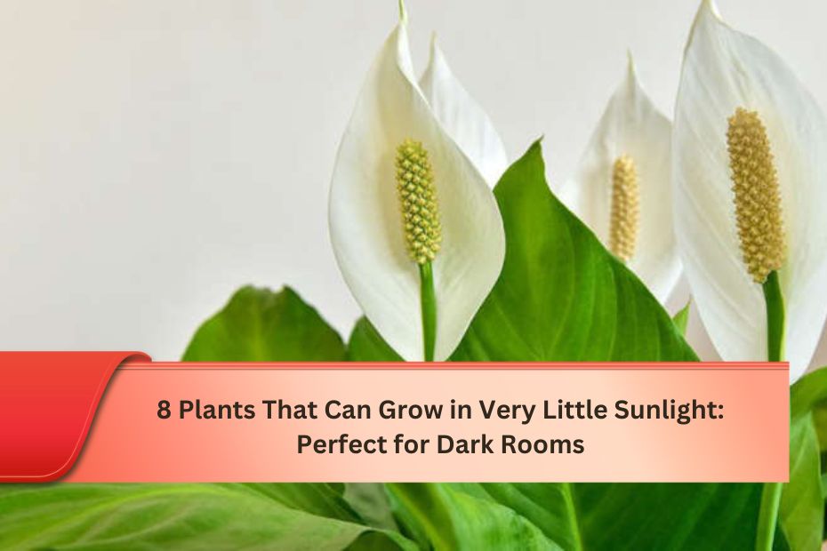 8 Plants That Can Grow in Very Little Sunlight Perfect for Dark Rooms