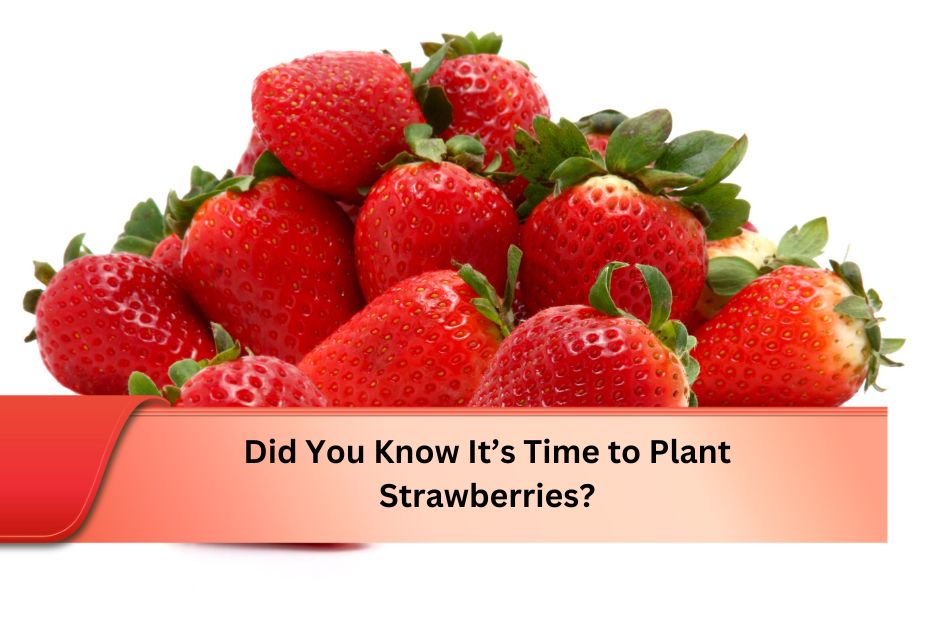 Did You Know It’s Time to Plant Strawberries?