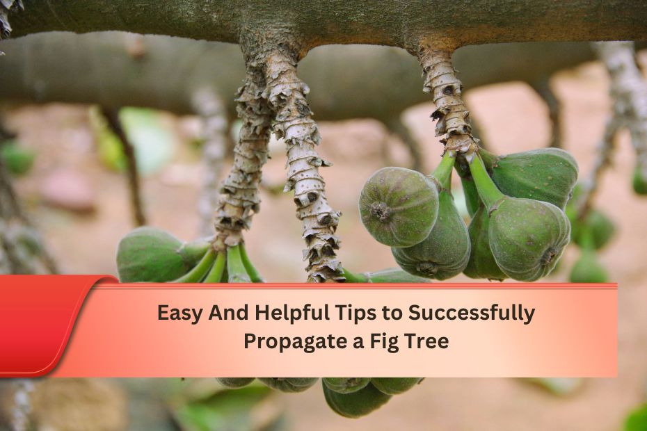 Easy And Helpful Tips to Successfully Propagate a Fig Tree