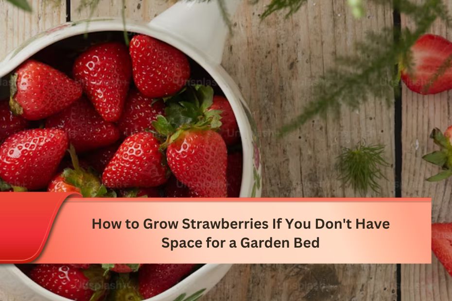 How to Grow Strawberries If You Don't Have Space for a Garden Bed