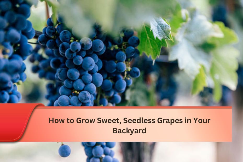 How to Grow Sweet, Seedless Grapes in Your Backyard