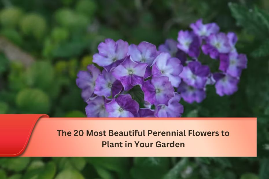 The 20 Most Beautiful Perennial Flowers to Plant in Your Garden