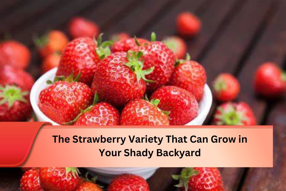 The Strawberry Variety That Can Grow in Your Shady Backyard