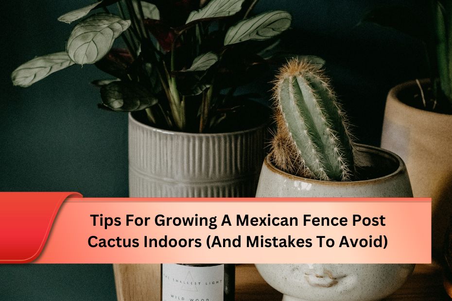 Tips For Growing A Mexican Fence Post Cactus Indoors (And Mistakes To Avoid)