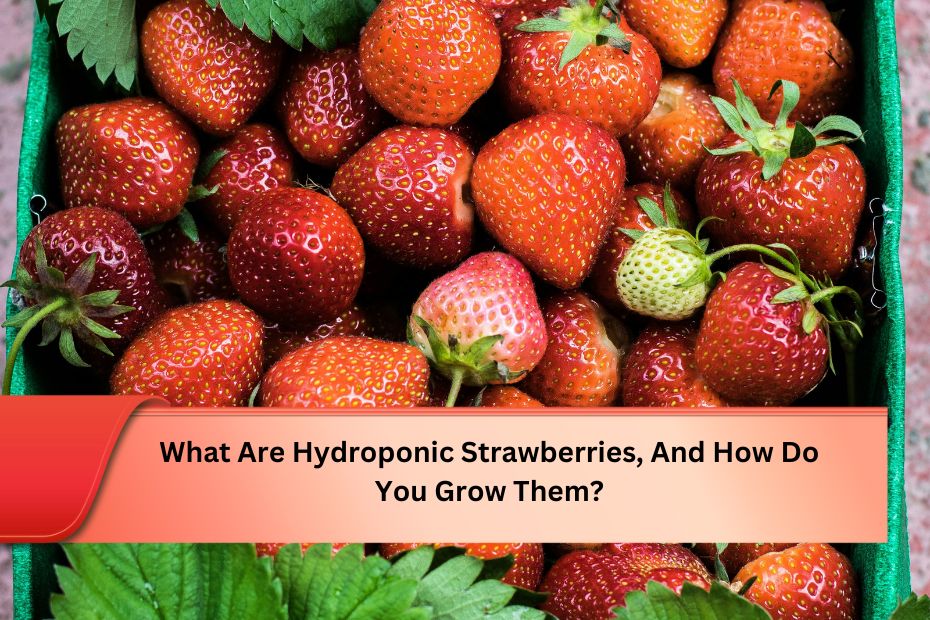 What Are Hydroponic Strawberries, And How Do You Grow Them