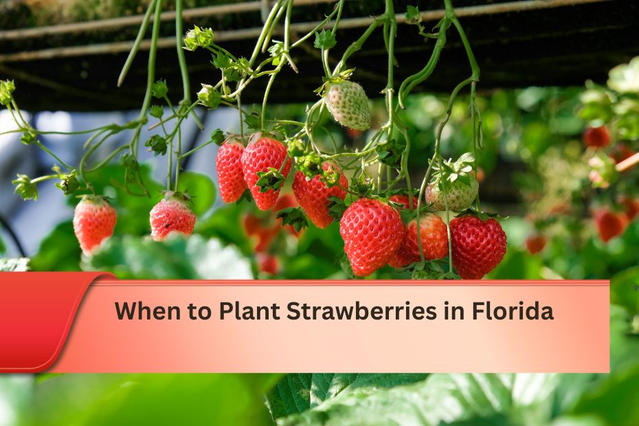 When to Plant Strawberries in Florida