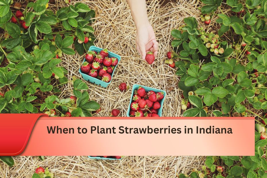 When to Plant Strawberries in Indiana