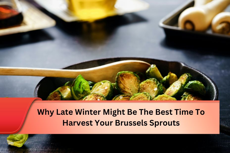 Why Late Winter Might Be The Best Time To Harvest Your Brussels Sprouts