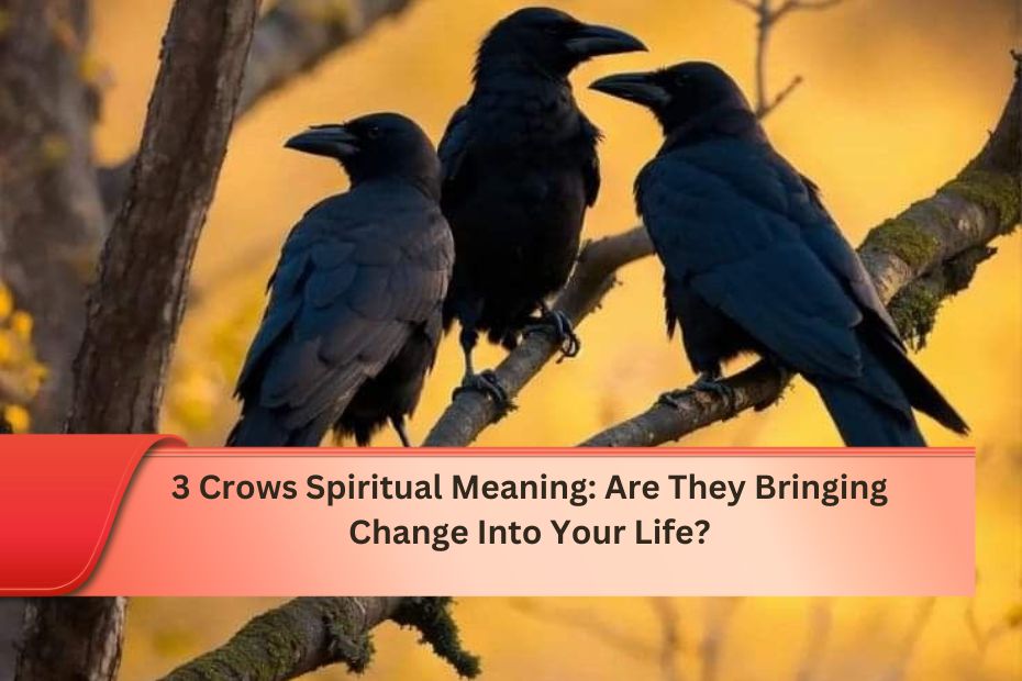 3 Crows Spiritual Meaning: Are They Bringing Change Into Your Life?