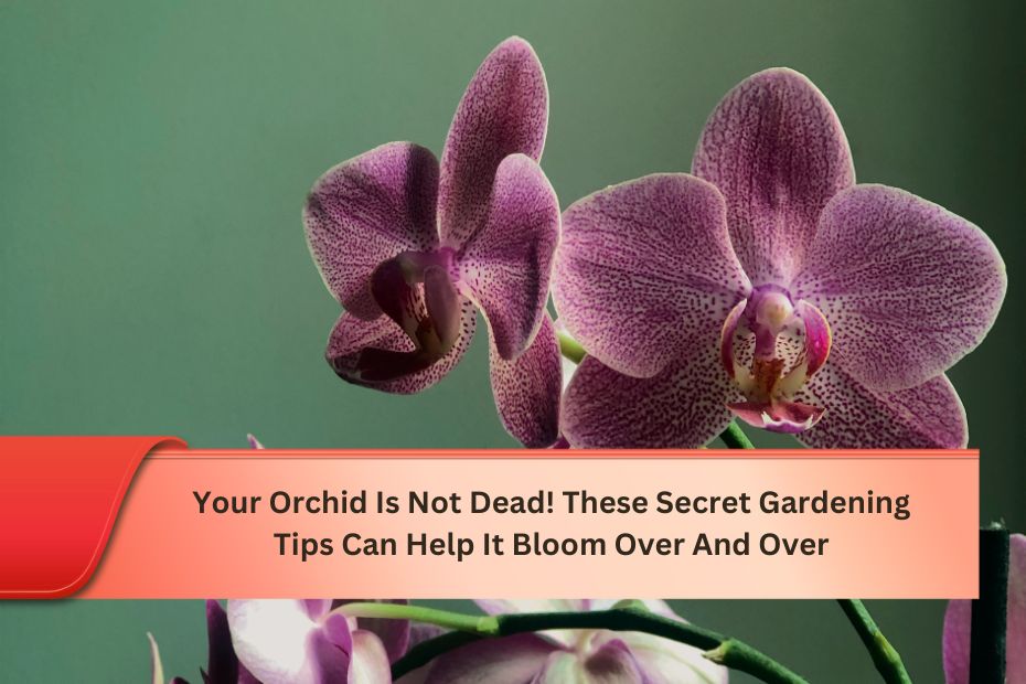 Your Orchid Is Not Dead! These Secret Gardening Tips Can Help It Bloom Over And Over