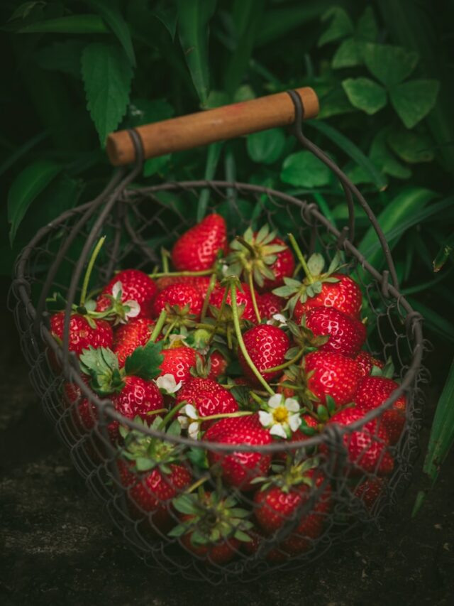 How to Grow Sweet, Juicy Strawberries