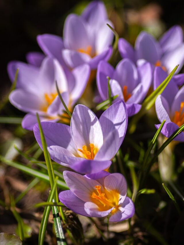 6 Fascinating Primrose Flower Facts