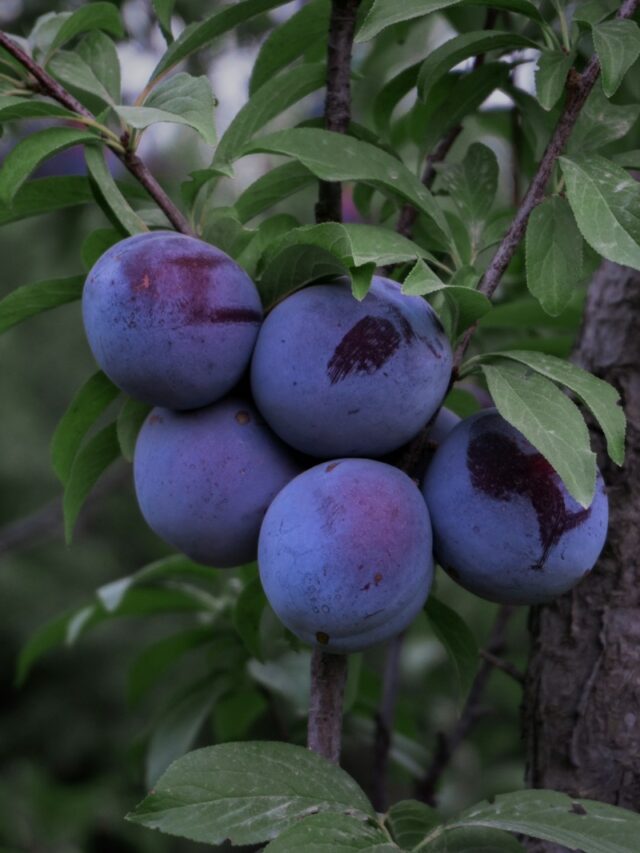 The Simplest Way to Grow Blueberries in Pots