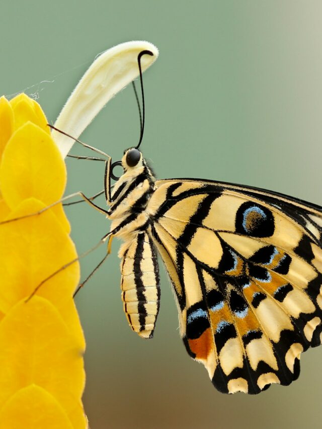 5 Powerful Reasons Yellow Butterflies Appear in Your Life