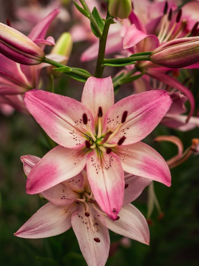 5 Types of Lilies and Their Unique Meanings