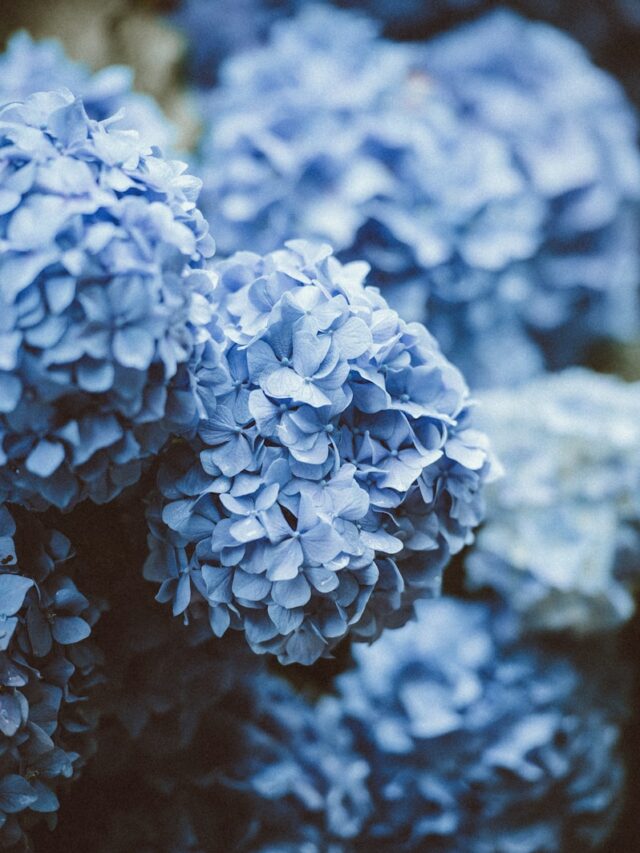 Hydrangeas Can Thrive in March with 1 Natural Item Added to the Pot