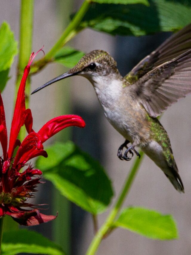 What You Can Do In Winter To Attract More Hummingbirds With Bee Balm In Spring