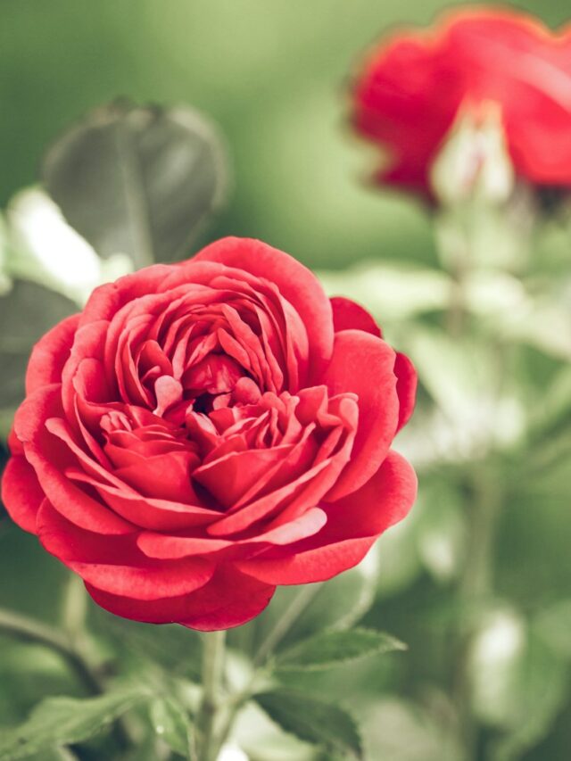 6 Plants You Should Never Grow Near Roses If You Want Them To Truly Shine