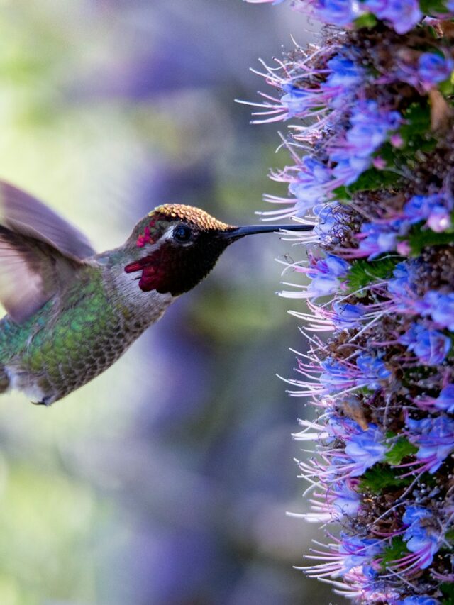 25 Colorful Trees to Plant in Your Yard if You Want to Attract Hummingbirds