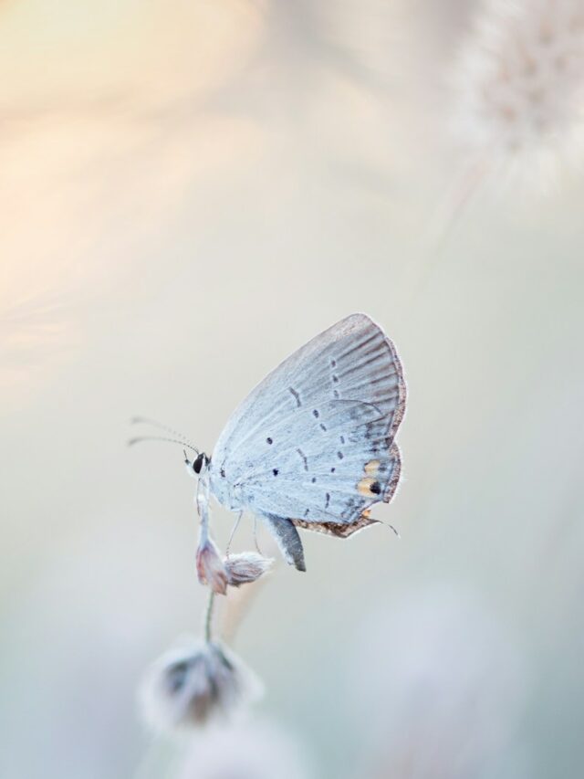 6 Reasons White Butterflies Are Symbols of Transformation in 2025