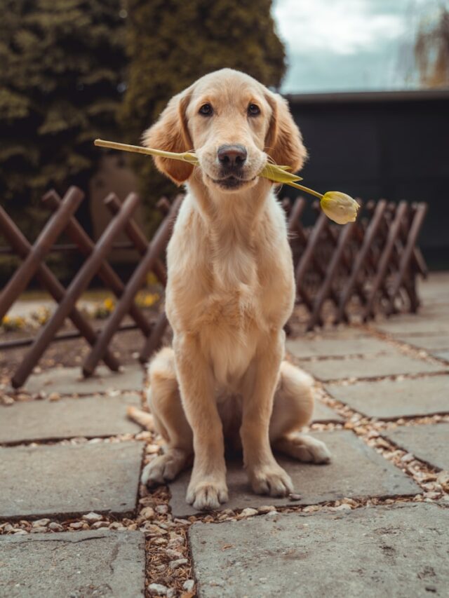 Why Your Dog Always Watches You