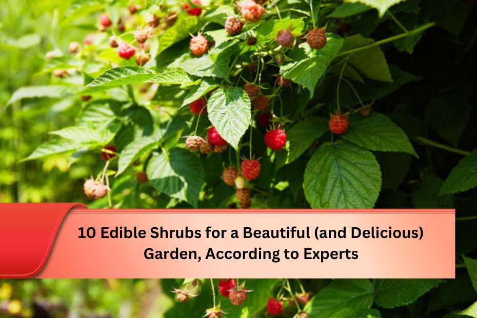 10 Edible Shrubs for a Beautiful (and Delicious) Garden, According to Experts