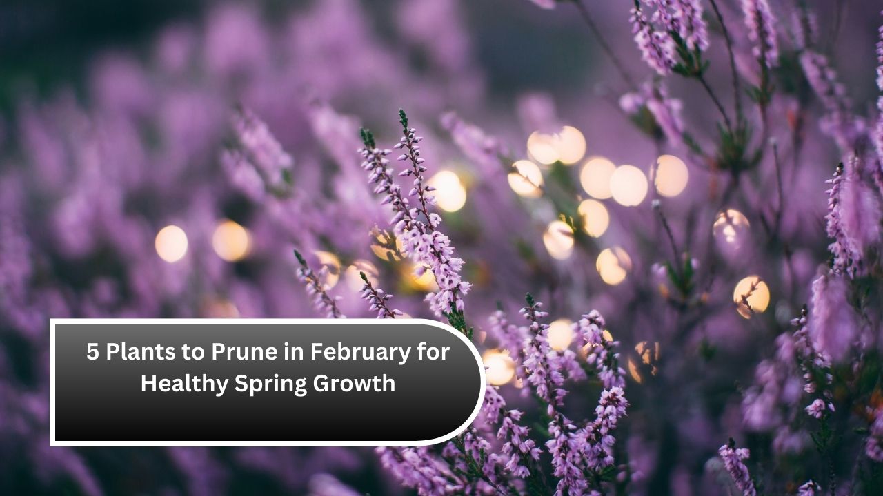 5 Plants to Prune in February for Healthy Spring Growth