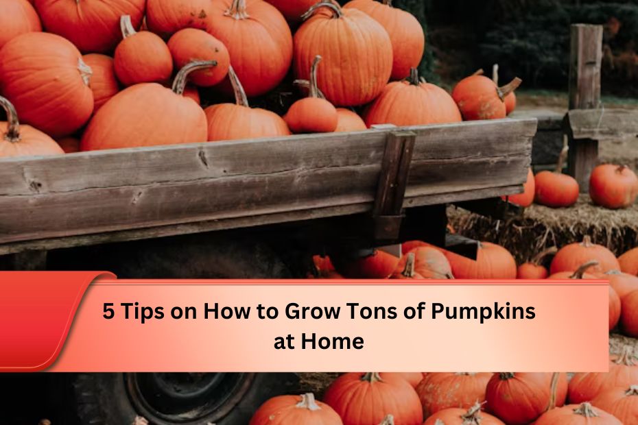 5 Tips on How to Grow Tons of Pumpkins at Home