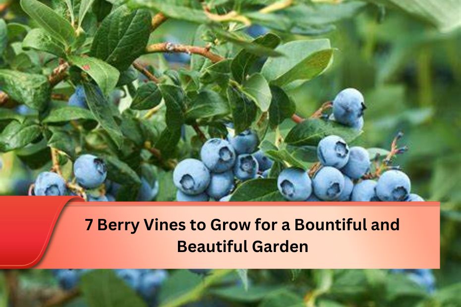 7 Berry Vines to Grow for a Bountiful and Beautiful Garden