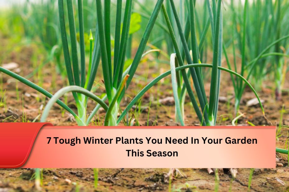 7 Tough Winter Plants You Need In Your Garden This Season