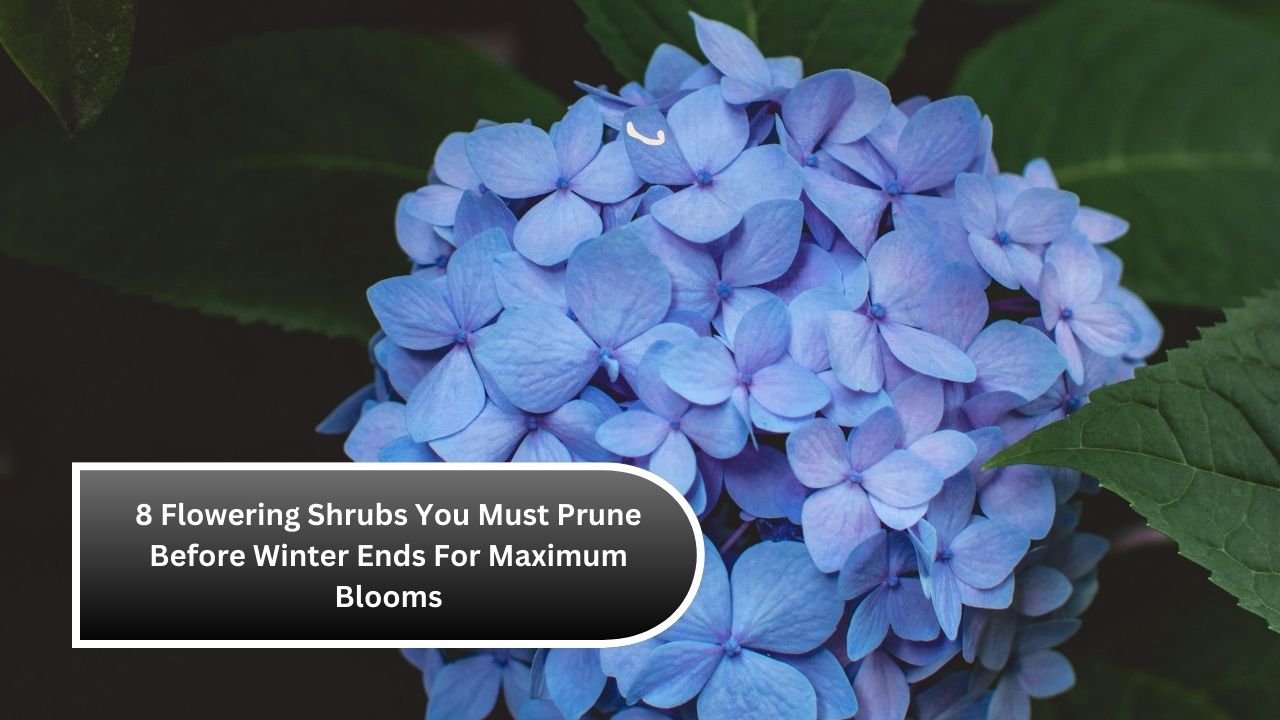 8 Flowering Shrubs You Must Prune Before Winter Ends For Maximum Blooms