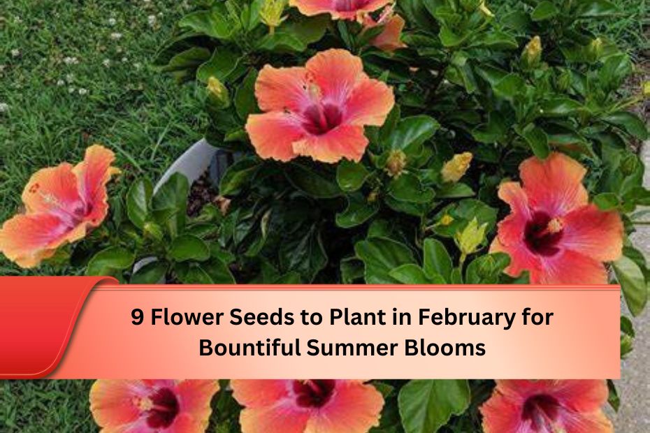 9 Flower Seeds to Plant in February for Bountiful Summer Blooms