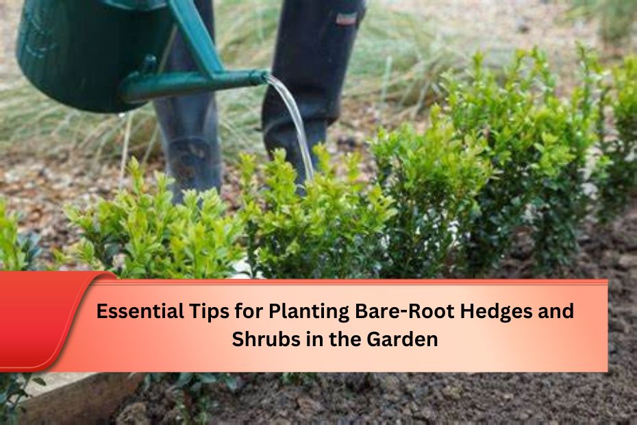 Essential Tips for Planting Bare-Root Hedges and Shrubs in the Garden