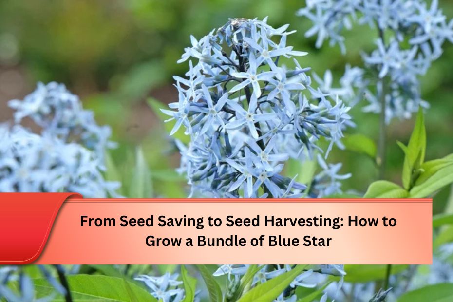 From Seed Saving to Seed Harvesting: How to Grow a Bundle of Blue Star