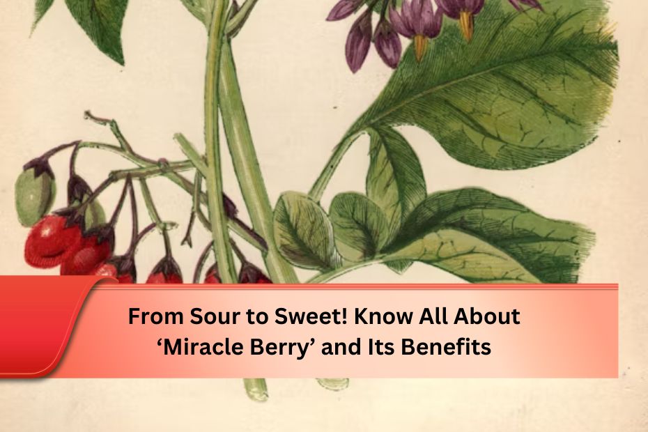 From Sour to Sweet! Know All About ‘Miracle Berry’ and Its Benefits