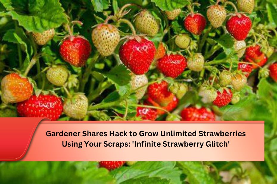 Gardener Shares Hack to Grow Unlimited Strawberries Using Your Scraps: 'Infinite Strawberry Glitch'