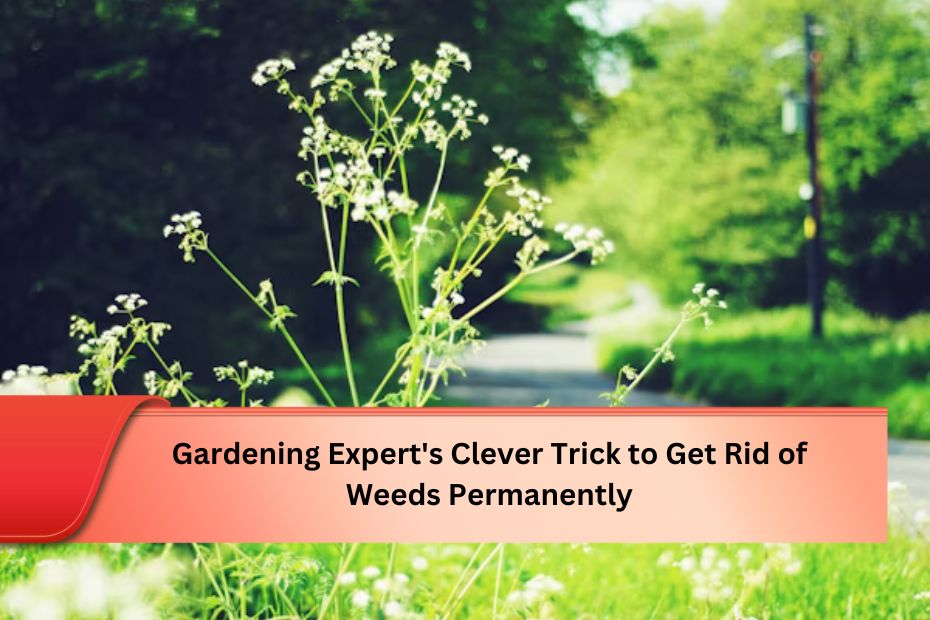 Gardening Expert's Clever Trick to Get Rid of Weeds Permanently