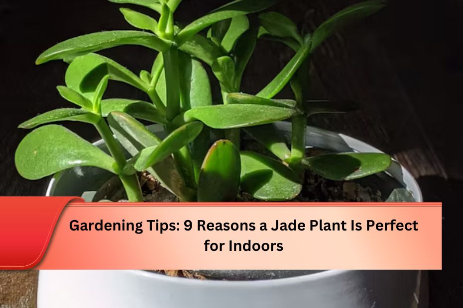 Gardening Tips: 9 Reasons a Jade Plant Is Perfect for Indoors