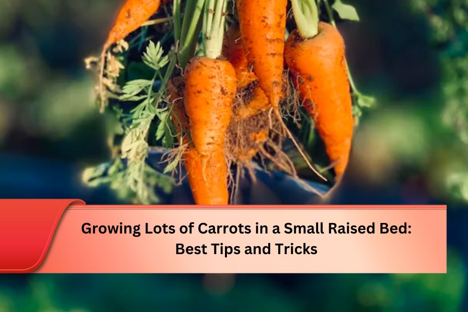 Growing Lots of Carrots in a Small Raised Bed: Best Tips and Tricks