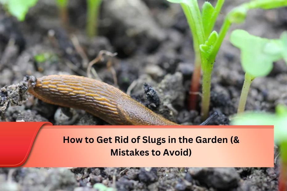 How to Get Rid of Slugs in the Garden (& Mistakes to Avoid)