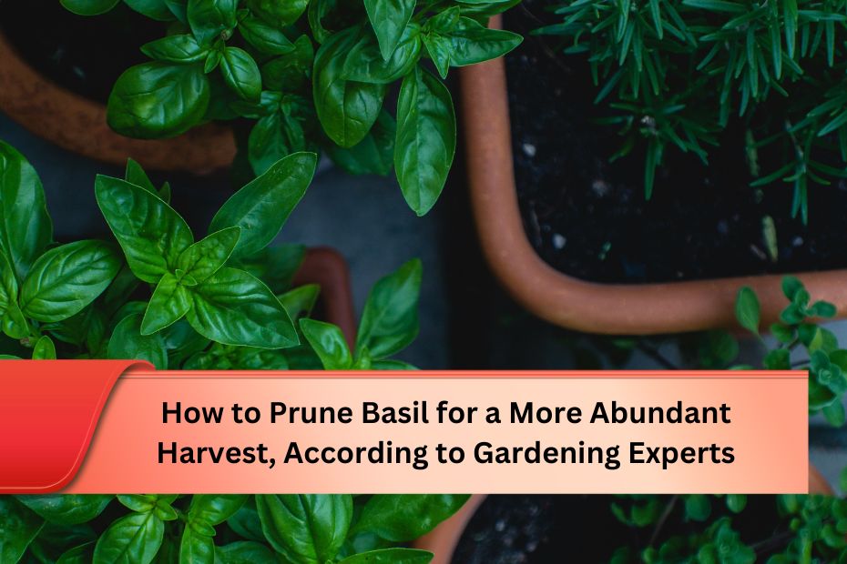 How to Prune Basil for a More Abundant Harvest, According to Gardening Experts