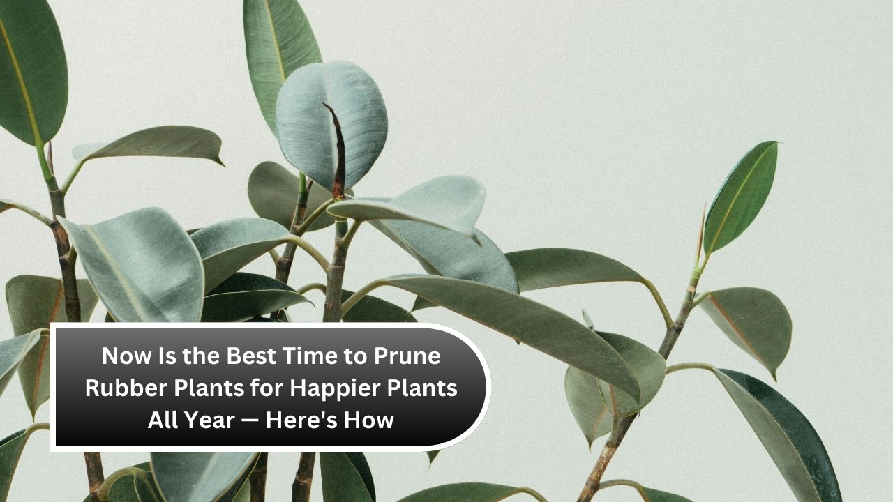 Now Is the Best Time to Prune Rubber Plants for Happier Plants All Year — Here's How