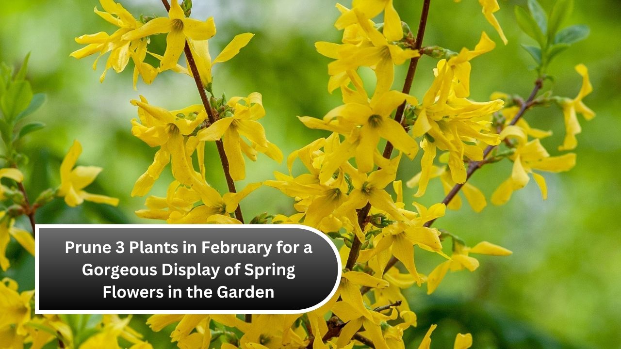 Prune 3 Plants in February for a Gorgeous Display of Spring Flowers in the Garden