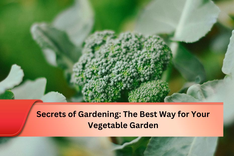 Secrets of Gardening: The Best Way for Your Vegetable Garden