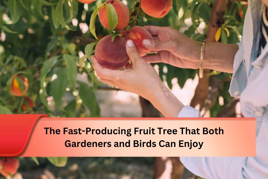 The Fast-Producing Fruit Tree That Both Gardeners and Birds Can Enjoy