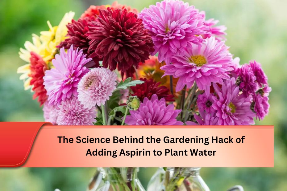 The Science Behind the Gardening Hack of Adding Aspirin to Plant Water