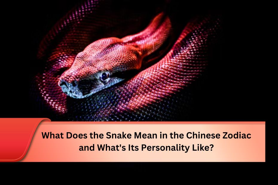 What Does the Snake Mean in the Chinese Zodiac and What's Its Personality Like?