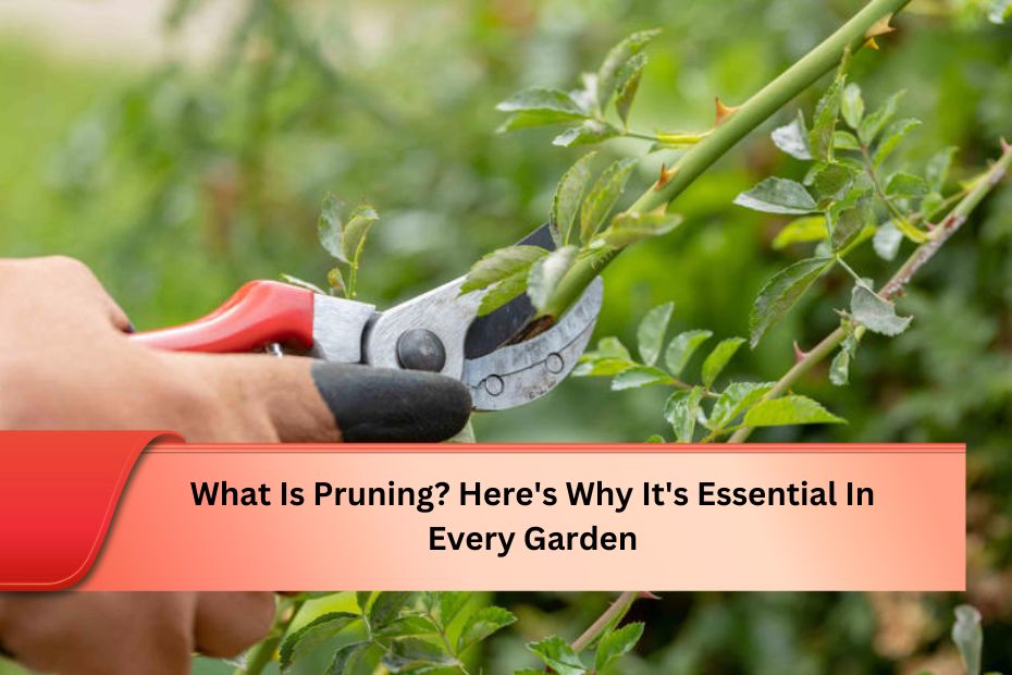 What Is Pruning? Here's Why It's Essential In Every Garden